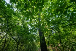 13.604 m2 bosgrond in Vidin - Bulgarije