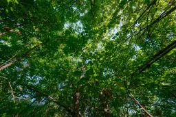 13.604 m2 bosgrond in Vidin - Bulgarije