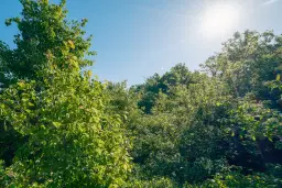 13.604 m2 bosgrond in Vidin - Bulgarije