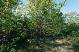 13.604 m2 bosgrond in Vidin - Bulgarije