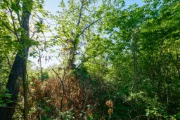 13.604 m2 bosgrond in Vidin - Bulgarije