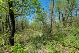 Bosgrond in Tolovitsa, rego Vidin - Bulgarije