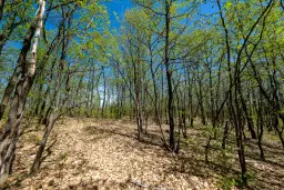 Bosgrond in Tolovitsa, rego Vidin - Bulgarije