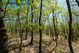 Bosgrond in Tolovitsa, rego Vidin - Bulgarije