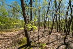 Bosgrond in Tolovitsa, rego Vidin - Bulgarije