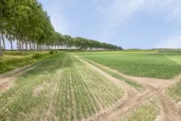 Bouwland (akkerbouw) in de Passageulepolder te Sint Kruis, gemeente Sluis