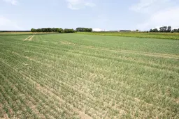 Bouwland (akkerbouw) in de Passageulepolder te Sint Kruis, gemeente Sluis