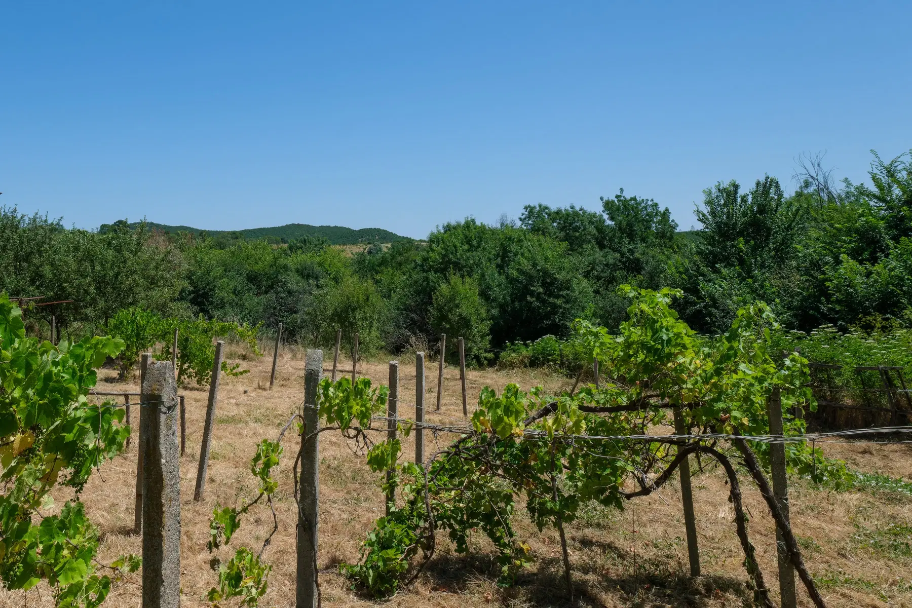 Huis op 2.564 m2 grond in Cherna Mogila - Bulgarije