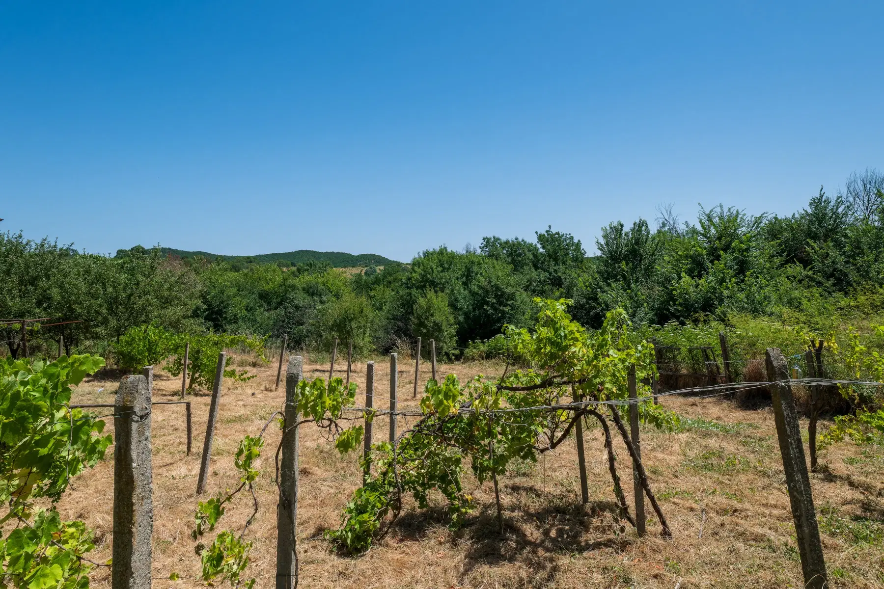 Huis op 2.564 m2 grond in Cherna Mogila - Bulgarije