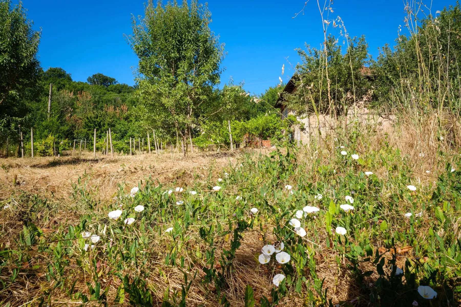 Huis op 2.564 m2 grond in Cherna Mogila - Bulgarije