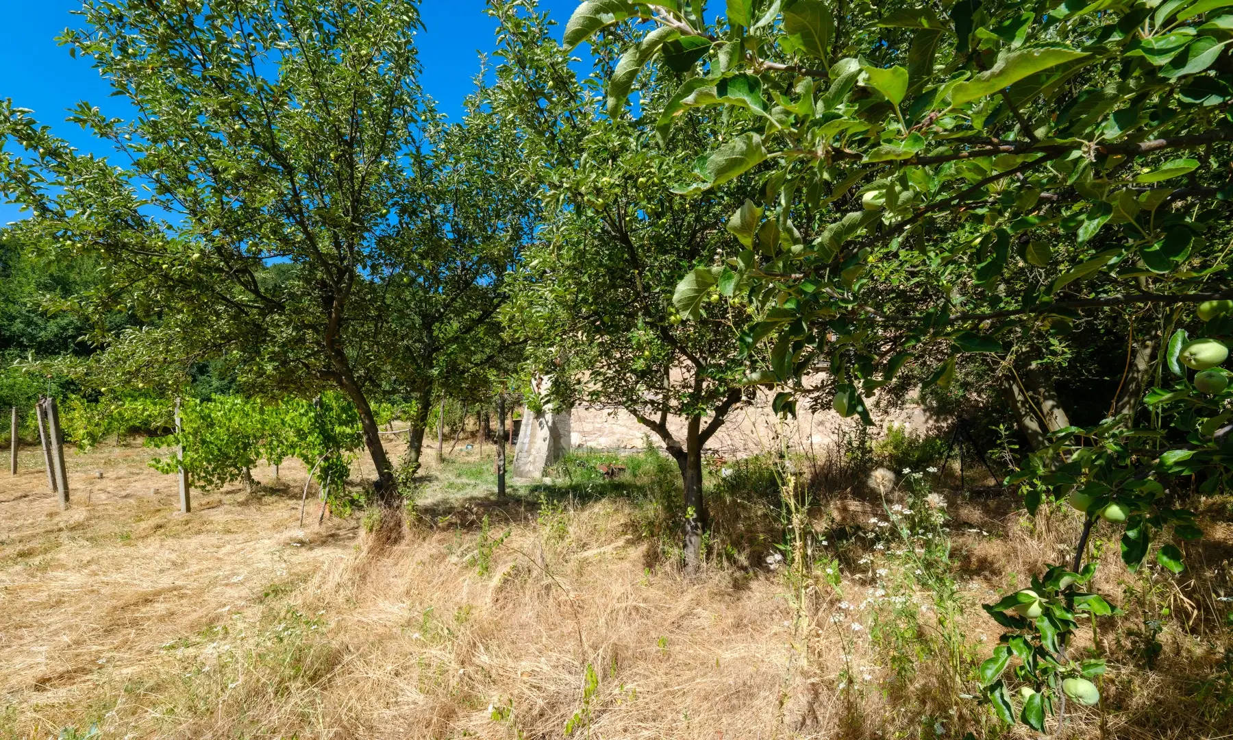 Huis op 2.564 m2 grond in Cherna Mogila - Bulgarije