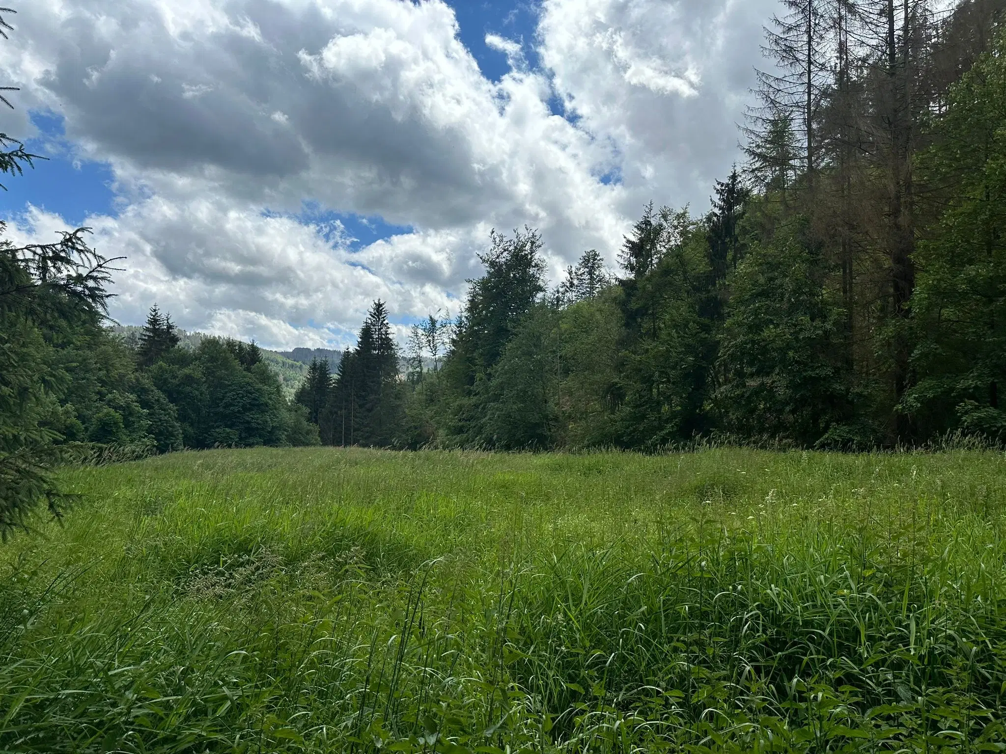 1,5 hectare landbouwgrond en boomsingels Thüringerwald - Schönbrunn - Duitsland