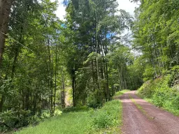 1,5 hectare landbouwgrond en boomsingels Thüringerwald - Schönbrunn - Duitsland