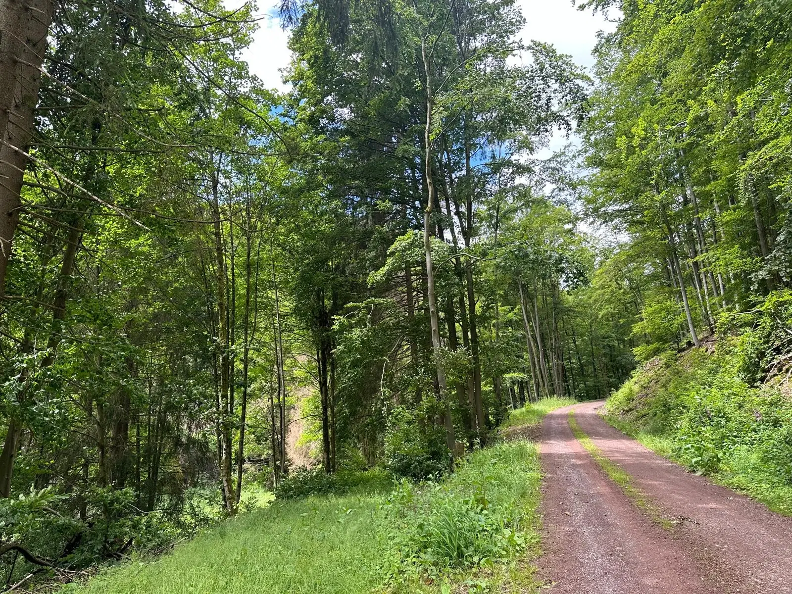 1,5 hectare landbouwgrond en boomsingels Thüringerwald - Schönbrunn - Duitsland