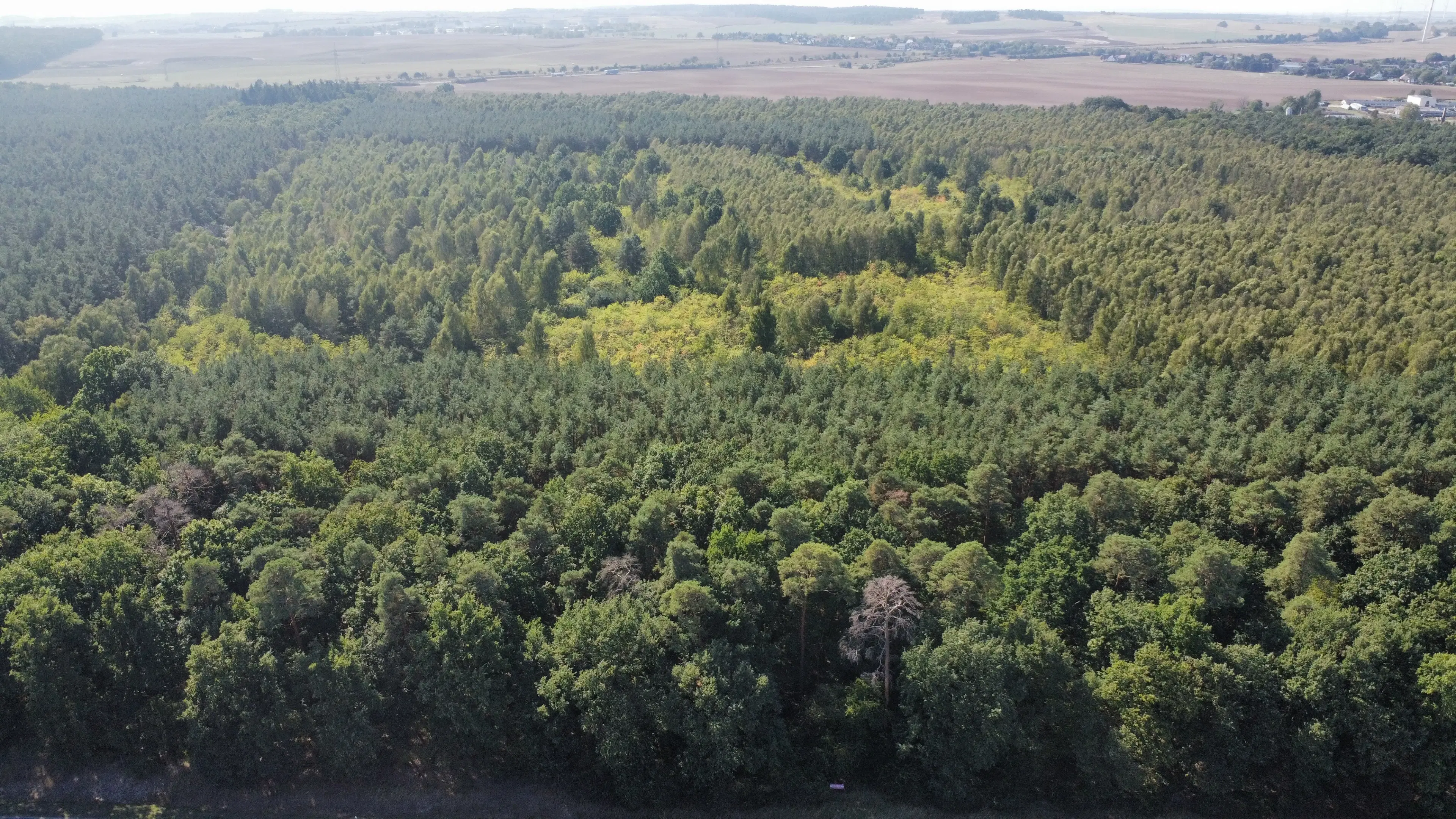 38.679 m² bosgrond in Swedt/Oder, Brandenburg - Duitsland
