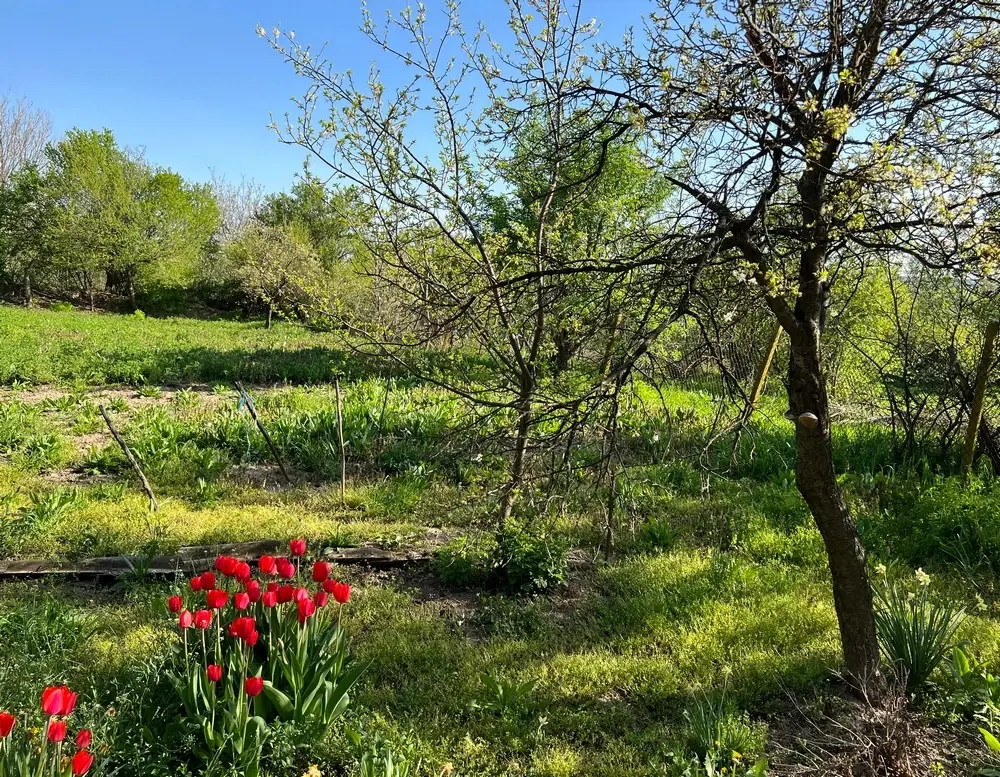 Gezinswoning met 800 m² grond met fruitbomen in Ovcha Mogila, Veliko Tarnovo - Bulgarije