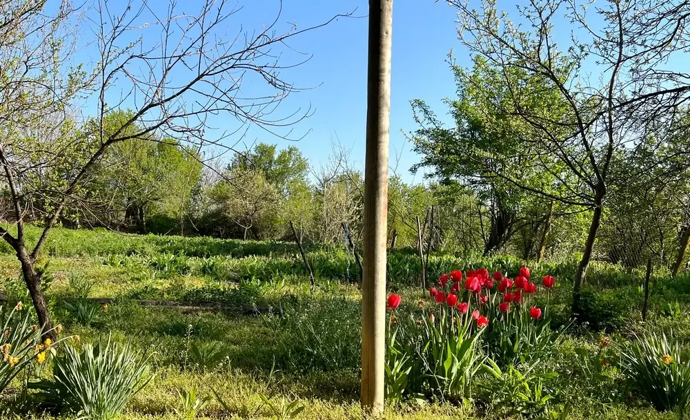 Gezinswoning met 800 m² grond met fruitbomen in Ovcha Mogila, Veliko Tarnovo - Bulgarije