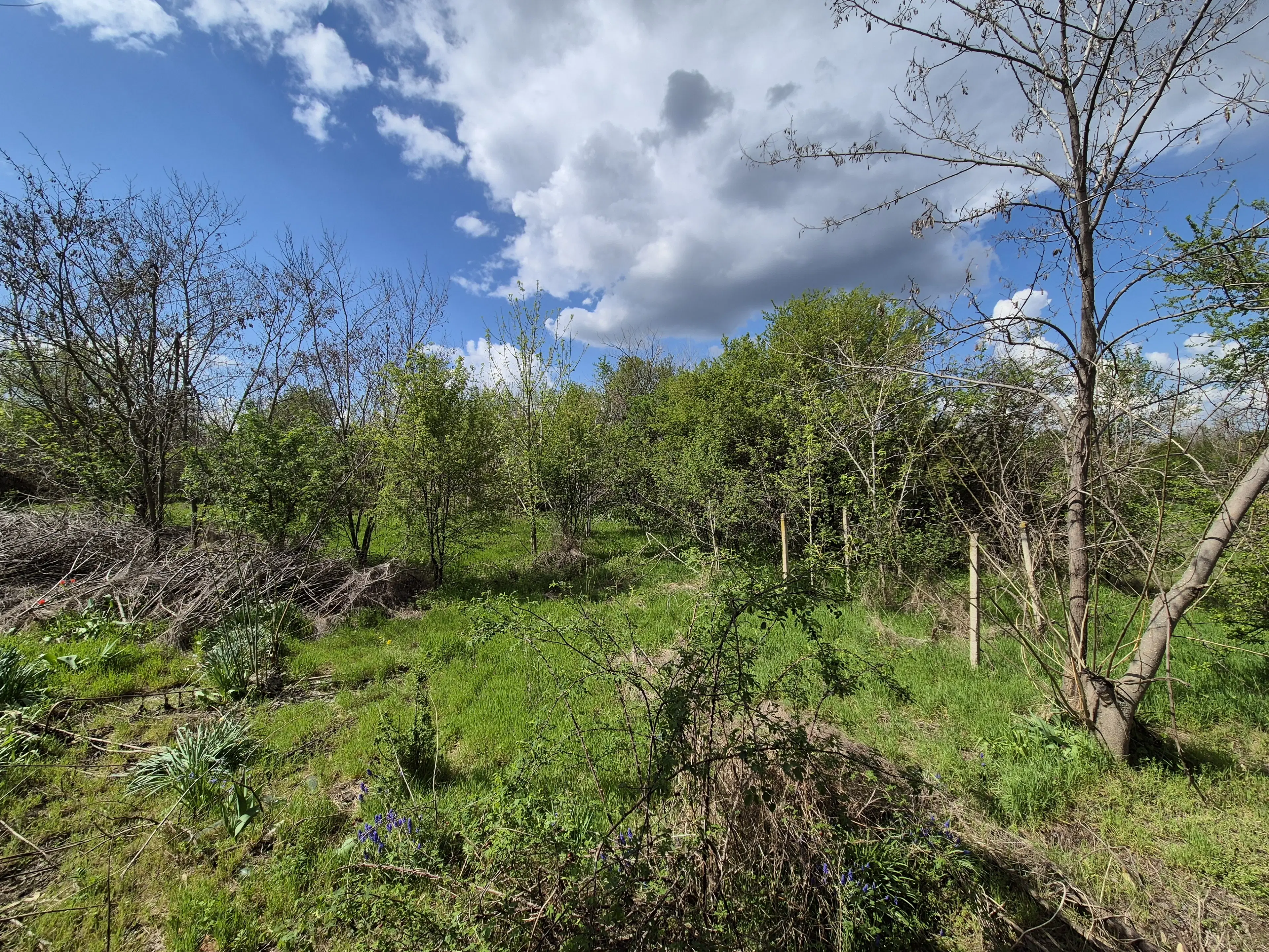 Huis + bijgebouw + 1.700 m² grond in Chervena, Veliko Tarnovo - Bulgarije