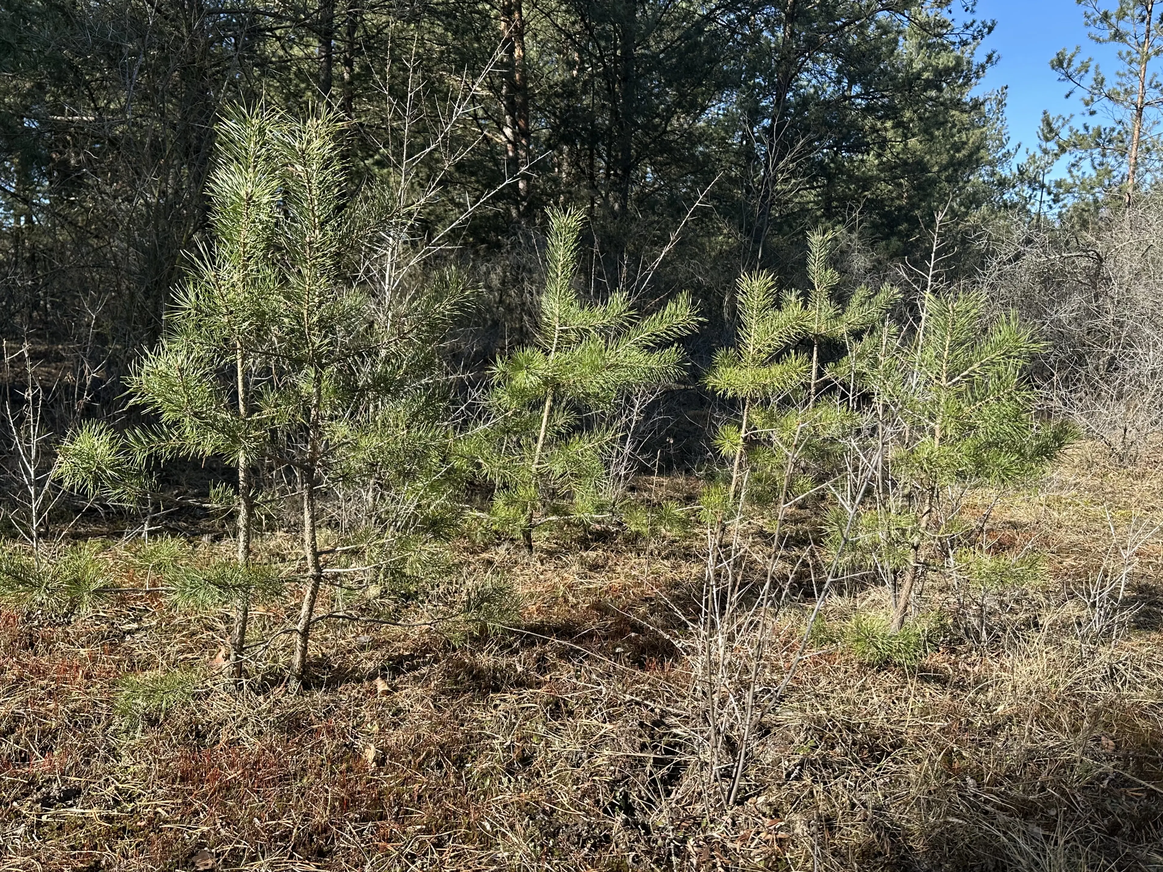 2 vrije percelen van totaal 4.710 m² in Spremberg, Brandenburg - Duitsland