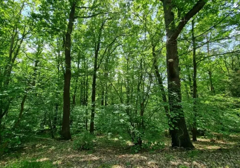 Ca. 1.440 m² eigendom perceel "off-grid" in Seebergen, Thüringen - Duitsland