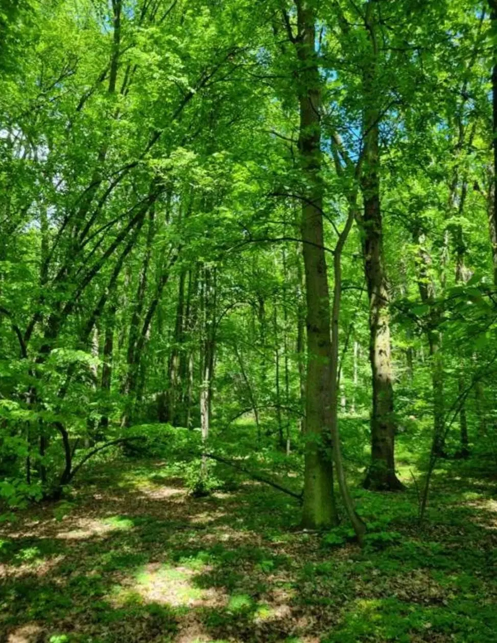 Ca. 1.440 m² eigendom perceel "off-grid" in Seebergen, Thüringen - Duitsland