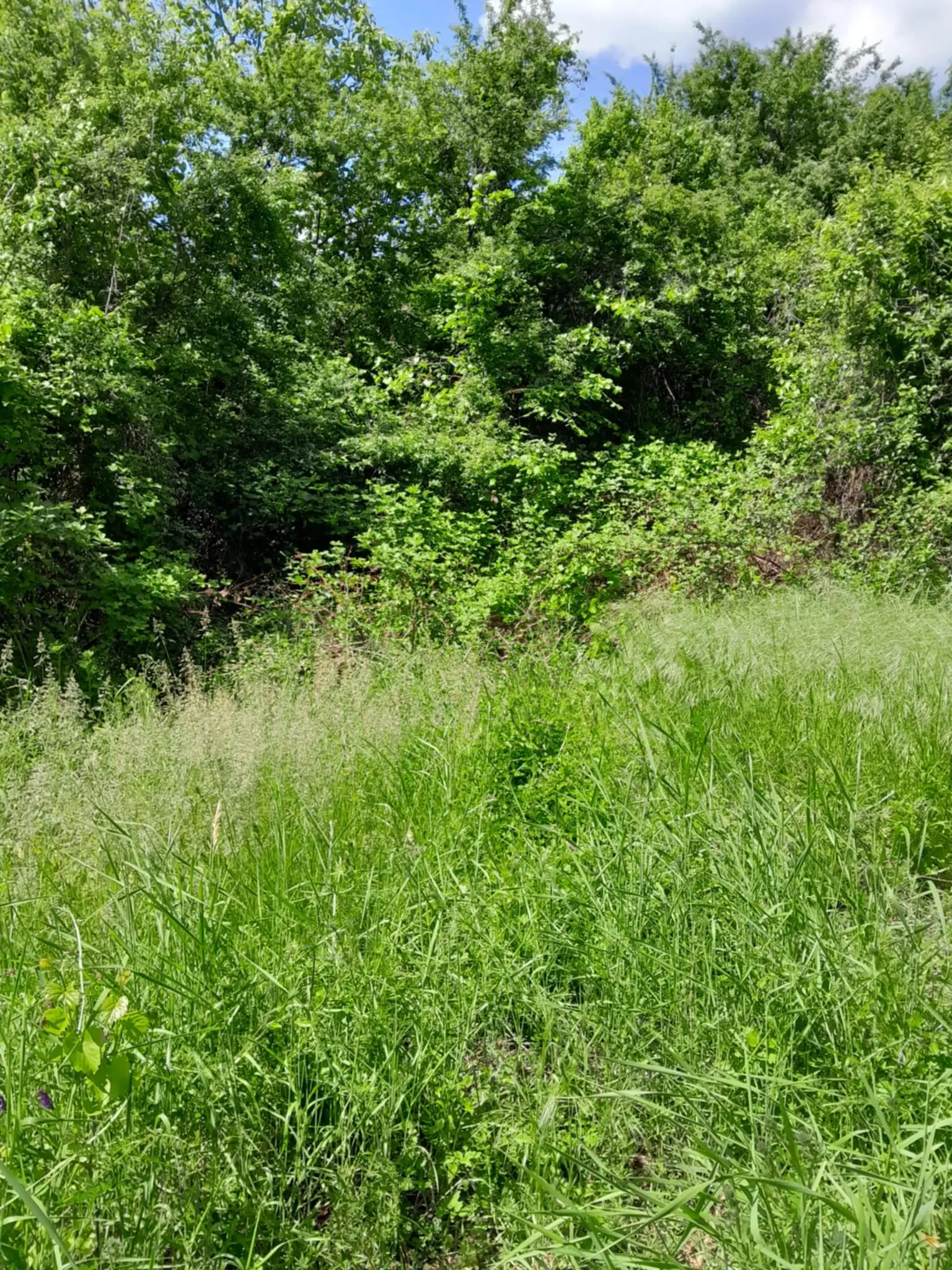 Woning aan de rivier met bijgebouw en 1.100 m² grond in Podgore, Vidin - Bulgarije