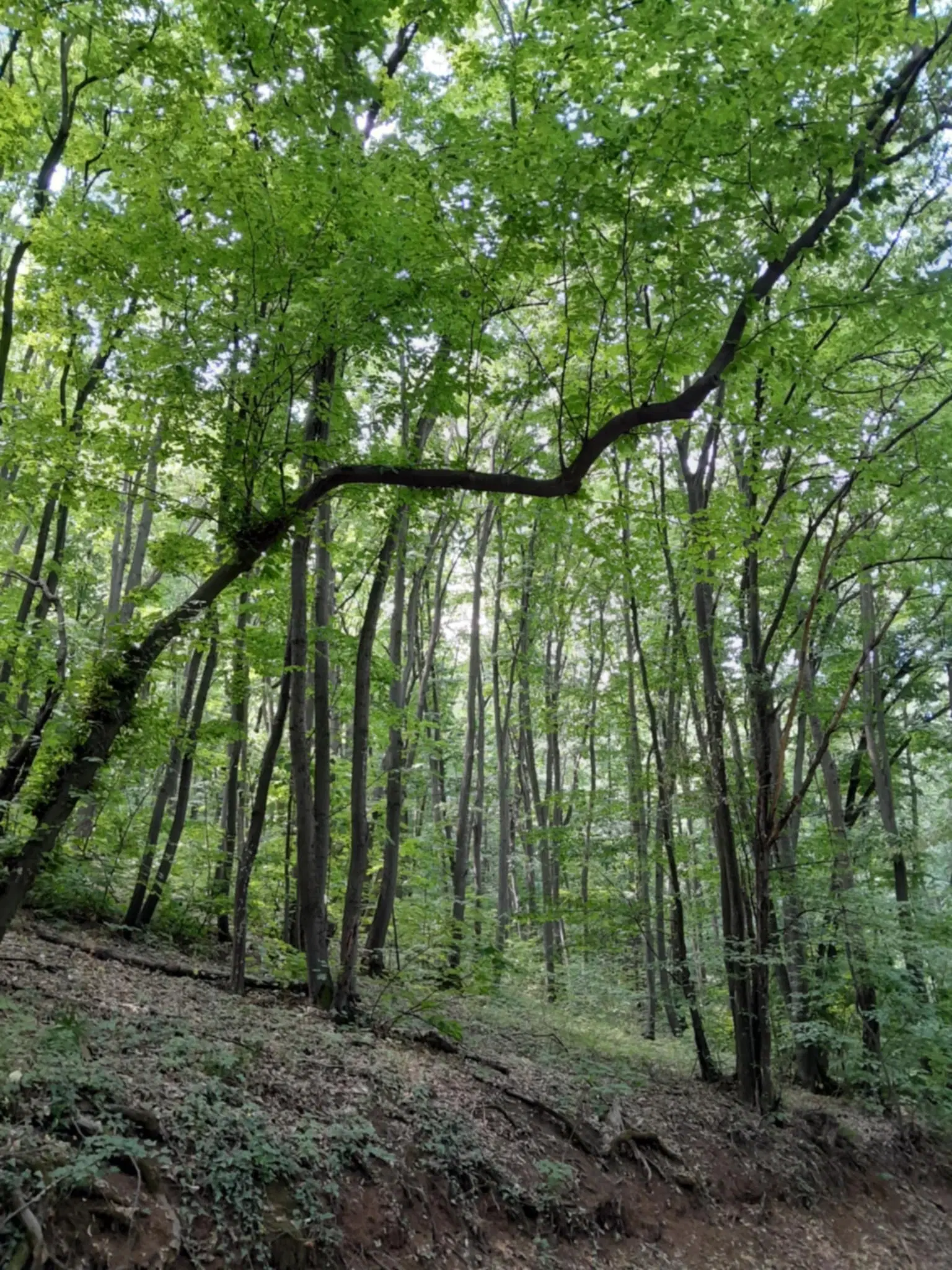 36.009 m² bosgrond nabij Vidbol River in Tsar Shismanovo, Vidin - Bulgarije