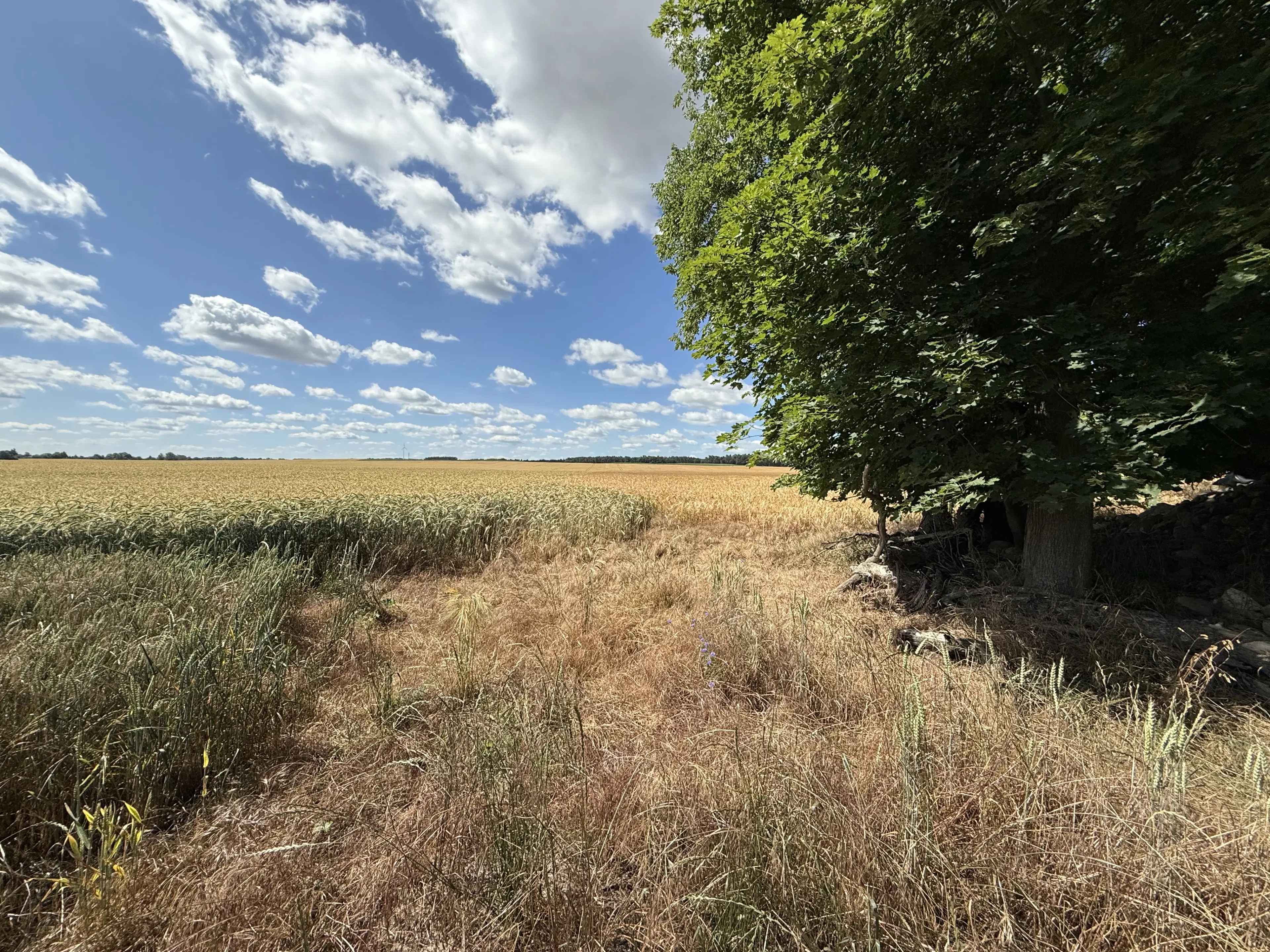 4.870 m² perceel in Lebus, Brandenburg - Duitsland