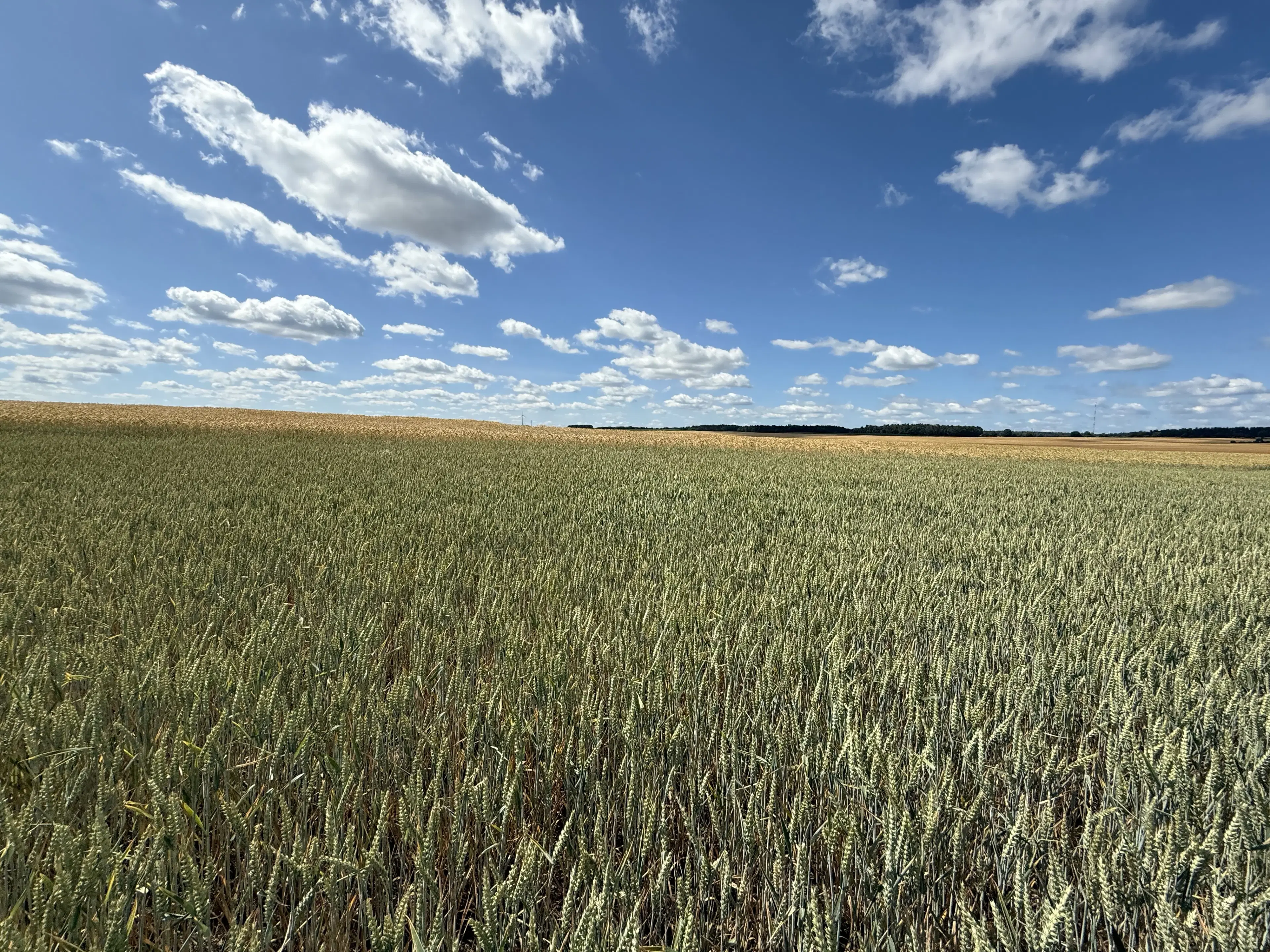 4.870 m² perceel in Lebus, Brandenburg - Duitsland