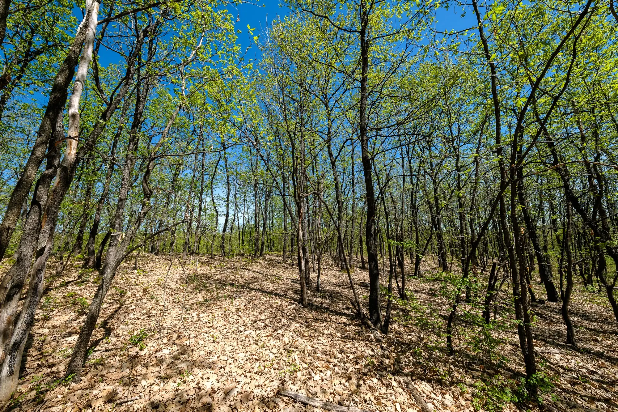 2.050 m² bosgrond in Tolovitsa, regio Vidin - Bulgarije