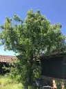 Authentiek 100 jaar oud landelijk huis + 1.006 m² grond in Glavan, Silistra - Bulgarije