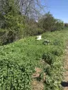 Authentiek 100 jaar oud landelijk huis + 1.006 m² grond in Glavan, Silistra - Bulgarije