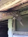 Authentiek 100 jaar oud landelijk huis + 1.006 m² grond in Glavan, Silistra - Bulgarije