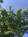 Authentiek 100 jaar oud landelijk huis + 1.006 m² grond in Glavan, Silistra - Bulgarije