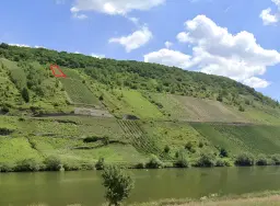 Wijngaard 774 m² met Riesling *direct gebruik mogelijk* in Cochem - Duitsland