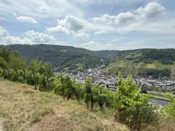 Wijngaard 774 m² met Riesling *direct gebruik mogelijk* in Cochem - Duitsland