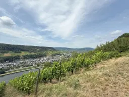 Wijngaard 774 m² met Riesling *direct gebruik mogelijk* in Cochem - Duitsland