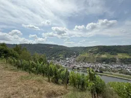 Wijngaard 774 m² met Riesling *direct gebruik mogelijk* in Cochem - Duitsland