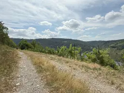 Wijngaard 774 m² met Riesling *direct gebruik mogelijk* in Cochem - Duitsland