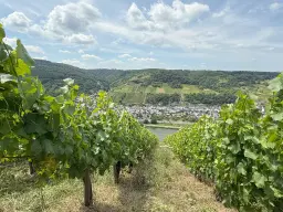 Wijngaard 774 m² met Riesling *direct gebruik mogelijk* in Cochem - Duitsland