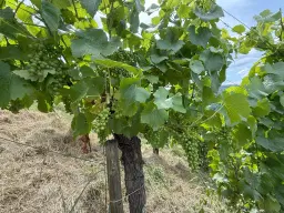 Wijngaard 774 m² met Riesling *direct gebruik mogelijk* in Cochem - Duitsland