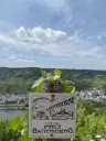 Wijngaard 774 m² met Riesling *direct gebruik mogelijk* in Cochem - Duitsland