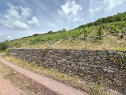 Wijngaard 774 m² met Riesling *direct gebruik mogelijk* in Cochem - Duitsland