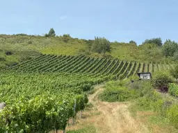 Wijngaard 774 m² met Riesling *direct gebruik mogelijk* in Cochem - Duitsland