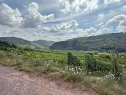 Wijngaard 774 m² met Riesling *direct gebruik mogelijk* in Cochem - Duitsland