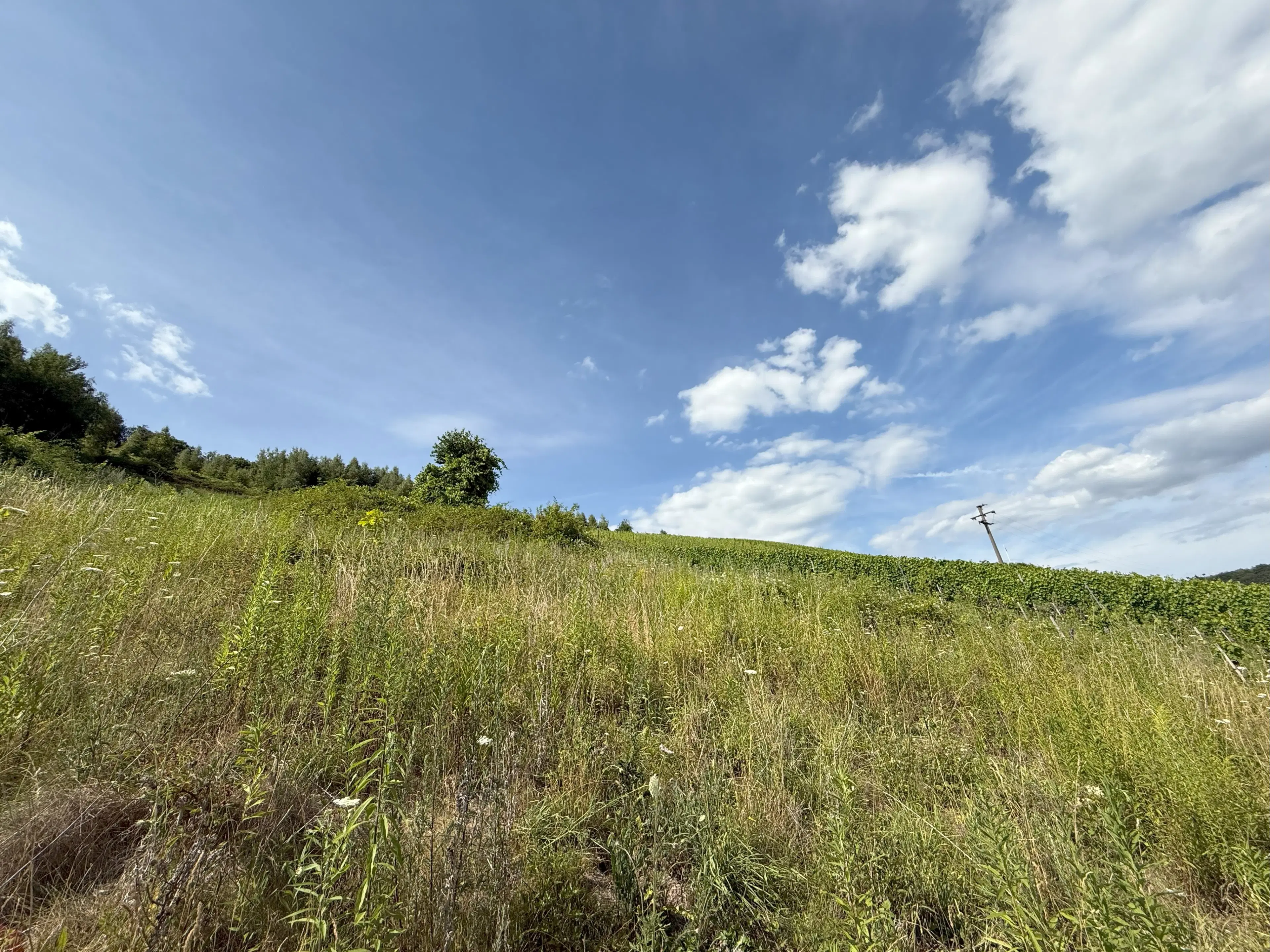 Voormalig wijngaard perceel van 860 m2, herontwikkelingskans in Briedel (Cochem) - Duitsland