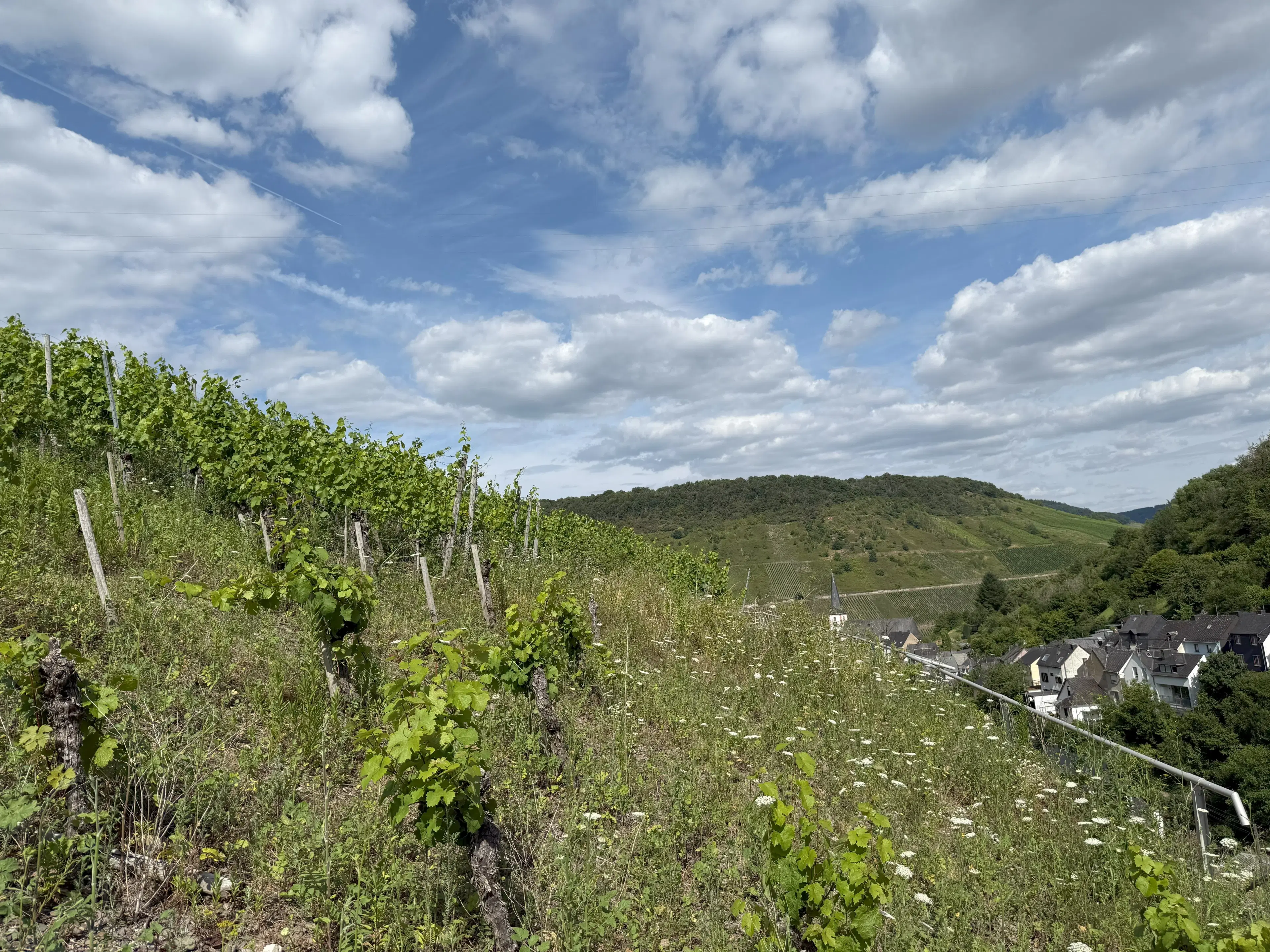 Voormalig wijngaard perceel van 860 m2, herontwikkelingskans in Briedel (Cochem) - Duitsland