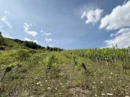 Voormalig wijngaard perceel van 860 m2, herontwikkelingskans in Briedel (Cochem) - Duitsland