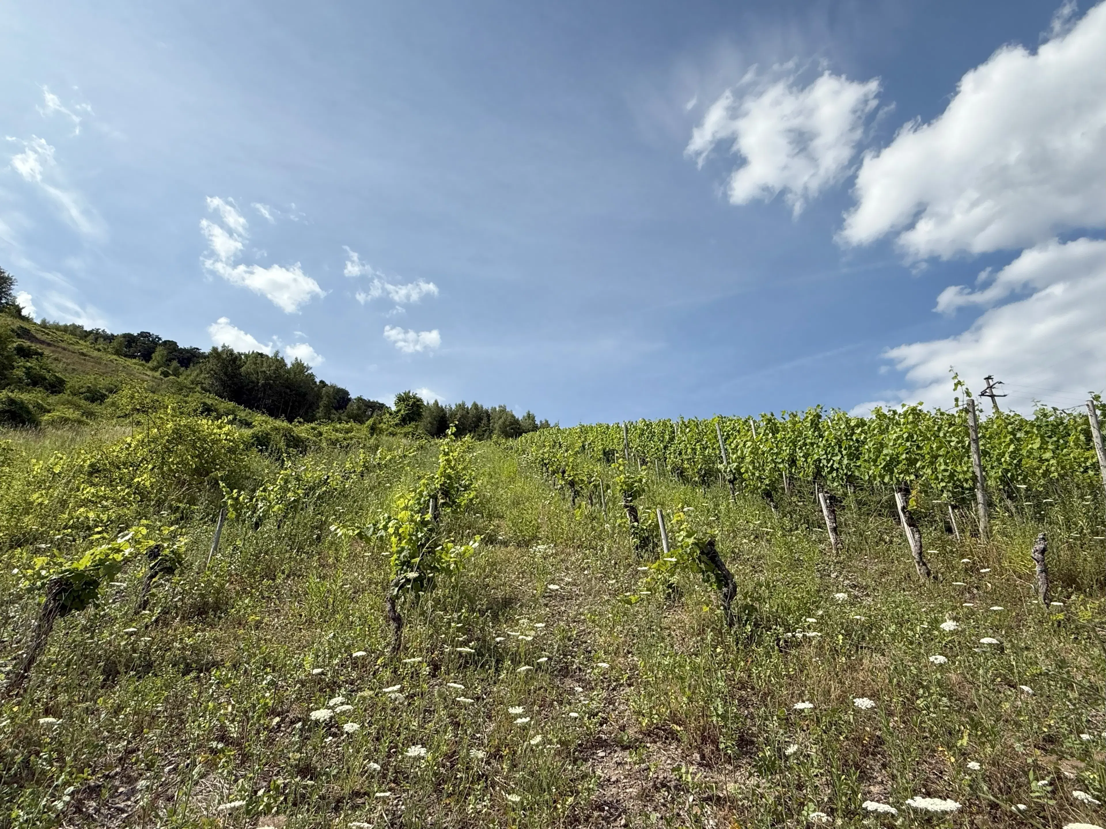 Voormalig wijngaard perceel van 860 m2, herontwikkelingskans in Briedel (Cochem) - Duitsland