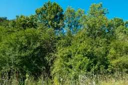 6.100 m² Bosgrond (één perceel) in Kula - Bulgarije